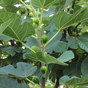 Fig Kadota